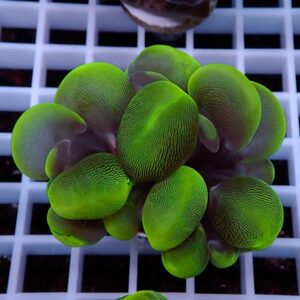 Close-up of a neon-green succulent with rounded, ribbed leaves arranged in a cluster on a white grid background