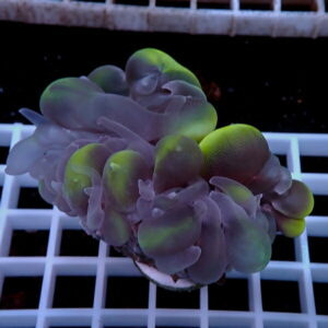 Cluster of purple–green bubble succulent leaves with lime-green highlights resting on a white grid surface.
