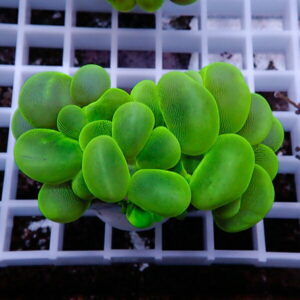 Neon-green succulent with plump rounded leaves on a white propagation tray grid.