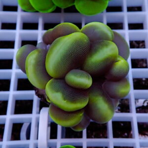Close-up of a green and purple multi-lobed succulent on a white grid background
