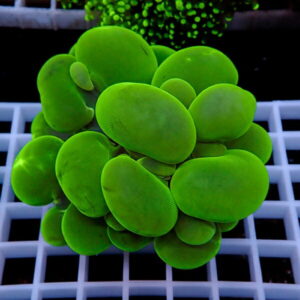 Close-up of a neon-green succulent with smooth, pebble-like leaves forming a dense globe on a white grid surface.