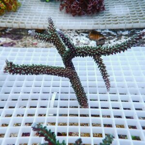 Branching coral fragments with bumpy polyps resting on a white plastic frag rack in a shallow reef tank.