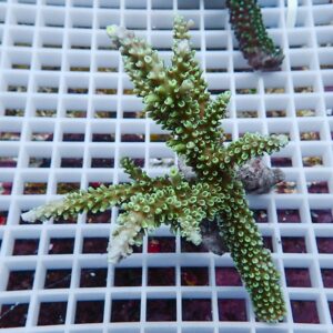 Green branching coral fragment resting on a white plastic grid rack in an aquarium setting, showing small polyp heads along each branch at the tips.