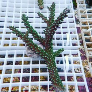 Green branching coral fragment with small polyps on a white grid rack in a marine aquaculture setup