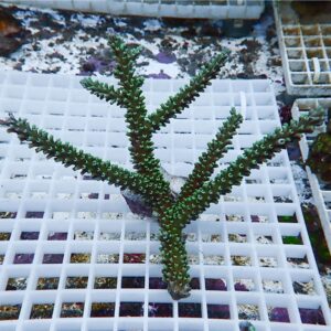 Green branching coral frag with small polyps on a white grid rack in a marine aquarium.