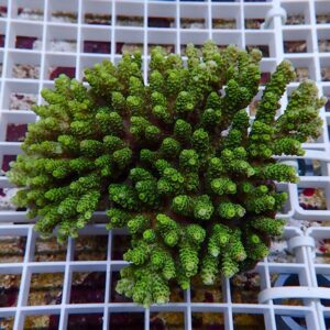 Bright green coral fragment with finger-like polyps resting on a white grid rack, likely a frag for reef aquariums.