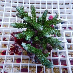 Green branching coral fragment resting on a white grid rack in a reef tank setup.