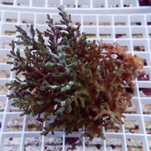 Colorful branching coral fragment with green and reddish-brown branches resting on a white grid rack.
