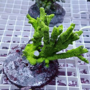 Bright green branching coral fragment attached to a round plug on a white grid rack in a marine aquarium setup.