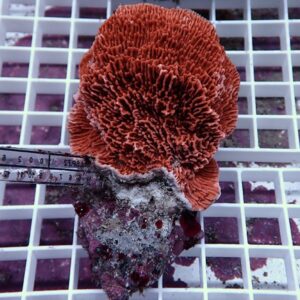 Orange coral fragment with a frilly, ridged surface resting on a white grid for scale image shows a purple base and reef water hints in the background.