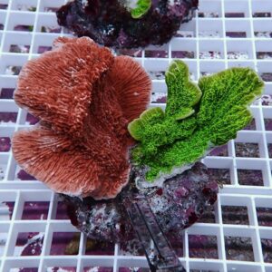 Red-orange coral with frilly ridges beside bright green branching coral on a white grid shelf in an aquarium stage-rearing setup.