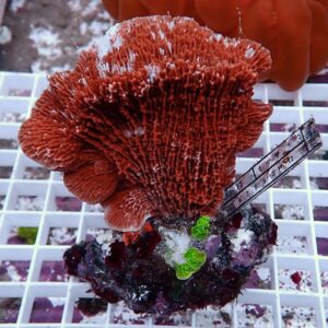 Bright orange coral fragment with ruffled, branching polyps mounted on rock, shown on a grid with a scale ruler for size.