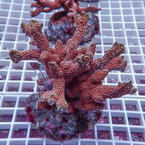 Red branching coral with textured polyps, mounted on a rock plug atop a white grid rack in an aquatic farm setting