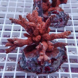 Red branching coral frag mounted on a rock plug on a white grid rack in an aquarium setting.