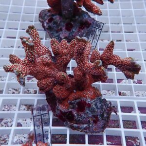 Red branching coral fragment with white speckles on a rock, placed on a white grid rack with a ruler for scale.