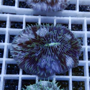 irm-b-3432 - AQUAGIFT 用品ショップ Close-up of a purple and green coral frag with long, slender polyps spread on a white grid rack.
