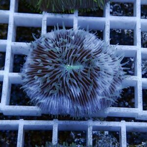 irm-b-3433 - AQUAGIFT 用品ショップ Close-up of a purple coral polyp with long tentacles resting on a white grid rack in an aquarium setting