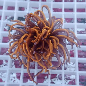 Orange sea anemone with curly tentacles on a white grid background, close-up.