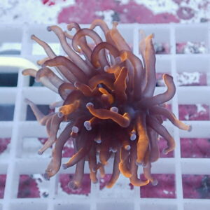 Orange-brown sea anemone with long curling tentacles resting on a white grid in a bright aquarium setting.
