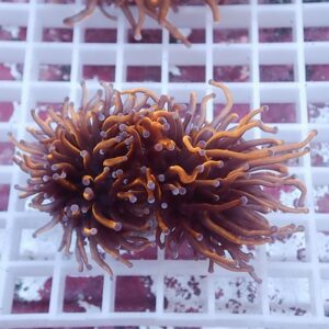 Cluster of orange-brown sea anemone-like polyps with yellow tips resting on a white coral frag rack.