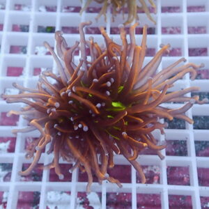 Orange-brown sea anemone with slender tentacles radiating from the center on a white grid background with white-tipped tips.