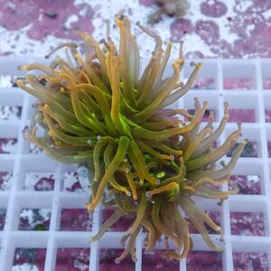 Green and yellow torch coral with long, flowing tentacles resting on a white frag rack in an aquarium habitat