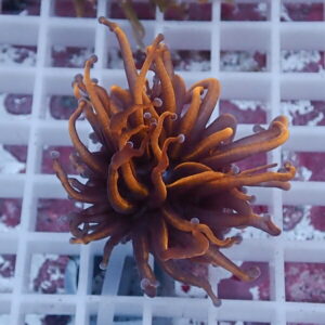 Orange coral frag with many elongated tentacles resting on a white grid rack on a reef tank.