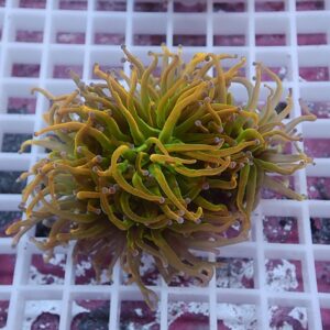Colorful sea anemone-like coral with long curling yellow-green tentacles and pink tips on a white frag rack in an aquarium.