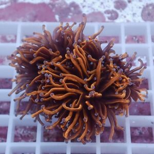 Close-up of an orange torch coral with purple-tipped tentacles spread over a white frag rack.