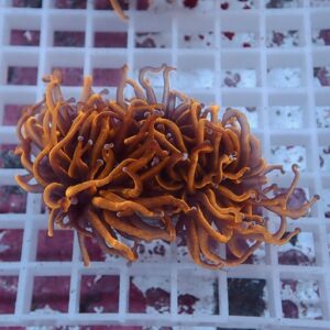 Cluster of orange coral polyps with long, curling tentacles on a white grid rack.