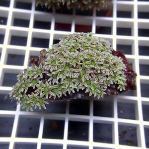 Rock fragment densely covered with pale-green star-shaped moss/algae growth on a white grid background readout surface.