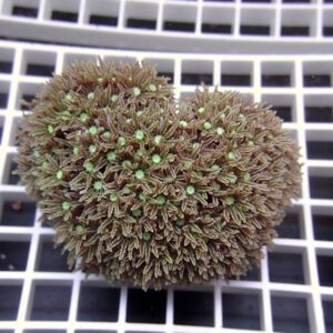 Brown brain coral colony with numerous star-shaped polyps and green centers on a grid.