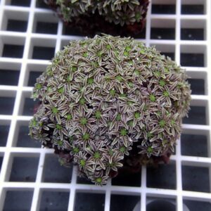 Close-up of a spherical cluster of tiny star-shaped succulent rosettes with green centers on a white grid background