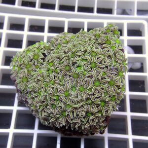 Close-up of a green coral fragment with dense, white-edged, star-shaped polyps on a rock, resting on a grid display.