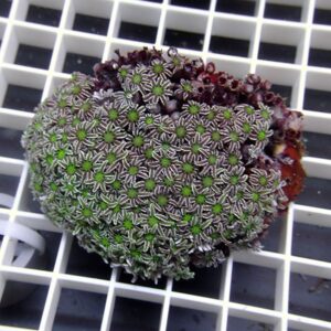 Close-up of a green and white star-patterned coral colony resting on a white grid surface.