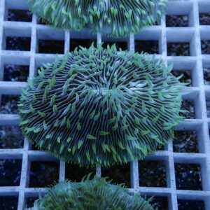 Green coral frag with long, feathery tentacles resting on a gray grid rack.