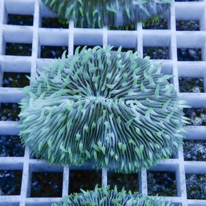 Close-up of a bright green sea anemone with slender tentacles resting on a gray grid surface.