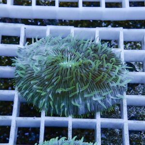 Green sea anemone with long, slender tentacles resting on a white grid rack in an aquarium setting.