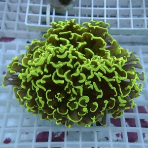 Bright green leather coral with ruffled edges resting on a white grid in an aquarium setting