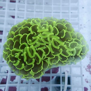 Neon green brain coral frag with ruffled ridges in an aquarium setting on a white grid background, viewed close up.