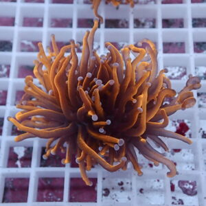 Close-up of an orange sea anemone or coral with white-tipped tentacles resting on a white grid surface.