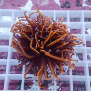 Orange sea anemone with long curled tentacles and purple tips resting on a white grid rack in an aquarium setting.