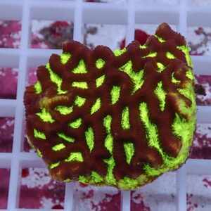 【サンゴ現物7】キクメイシsp. !15時までのご注文で当日発送 【サンゴ】(t139