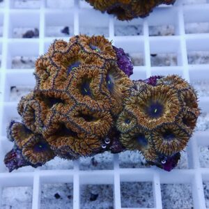【サンゴ現物13】オオタバサンゴ! 15時までのご注文で当日発送 【サンゴ】(t236