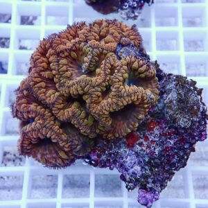 【サンゴ現物17】オオタバサンゴ! 15時までのご注文で当日発送 【サンゴ】(t236