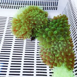 【サンプル】サンゴイソギンチャク グリーン  7-10cm±!15時までのご注文で当日発送(t213