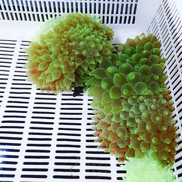 【サンプル】サンゴイソギンチャク グリーン  7-10cm±!15時までのご注文で当日発送(t213