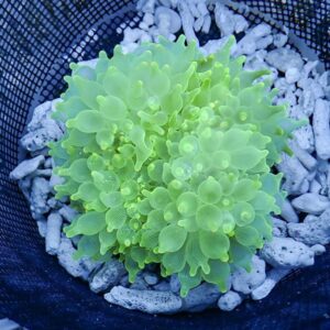 【現物4】サンゴイソギンチャク グリーン 12-14cm±!15時までのご注文で当日発送(t213