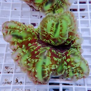 【サンゴ現物17】コハナガタサンゴ!15時までのご注文で当日発送  (サンゴ)(t254