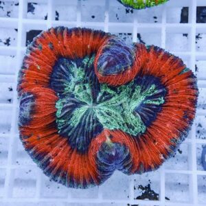 【サンゴ現物4】ブレインコーラル ! 15時までのご注文で当日発送 (t133